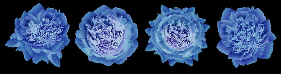 set  blue peonies  flowers on  black isolated background with clipping path. Closeup. For design. Nature.