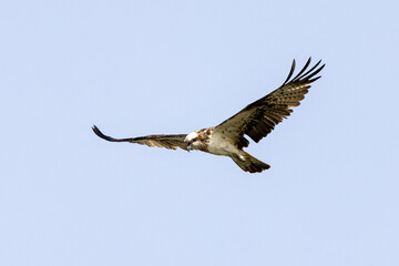 Ein fliegender freigestellter Fischadler hält nach Beute Ausschau