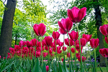 Jardim de tulipas no Parque Keukenhof. Amsterdam. Holanda. ..