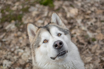 Creative dog portrait in the outdoors. Smiling Alaskan Malamute female with bright brown eyes sitting on withered leaves. Selective focus on the details, blurred background.