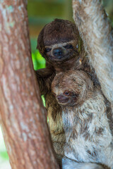 Amazonian sloth mother and her child