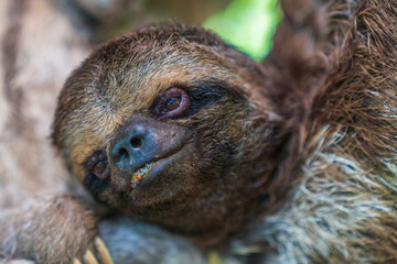 Amazonian sloths in infancy © William Huang