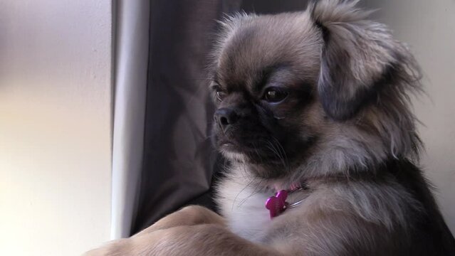 Wide shot of the cute dog a Tibetan Spaniel at a window keeping an eye on what's going on.