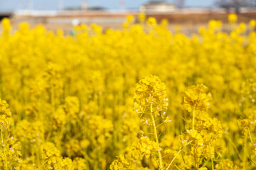 Obraz premium 春の公園に咲く黄色の菜の花