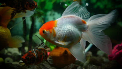 goldfish swimming in the aquarium with clear water, looks very beautiful
