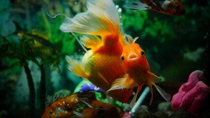 Fototapeta premium goldfish swimming in the aquarium with clear water, looks very beautiful 