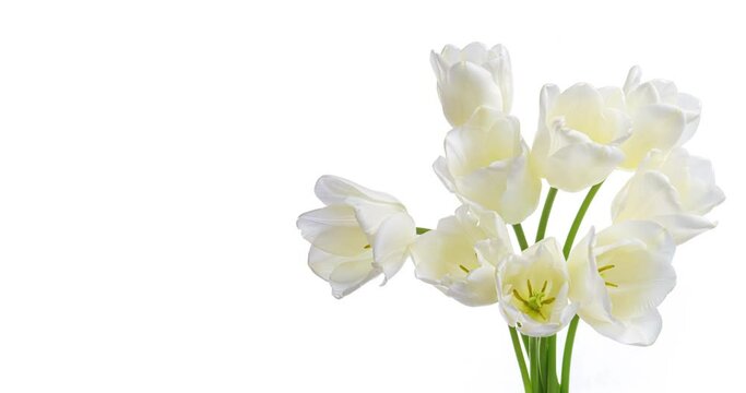 Beautiful bouquet of white tulips on white background, close-up. Holiday bouquet. Wedding backdrop, Valentines Day, Easter concept.