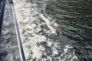 Obraz premium dolphin swimming next to boat in the ocean