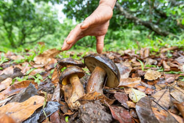 The dark brown mushroom grows in the longan garden. edible mushrooms are not poisonous Although the color of the mushroom is not appetizing. The name of the  bolete mushroom