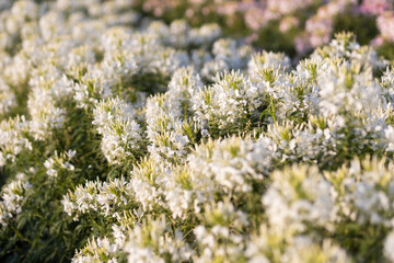 cleome sparkler white flowers in the field because of flowers beautiful full bloom grew on a farm in Thailand.