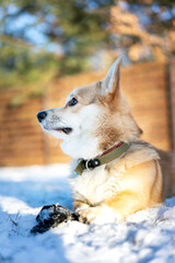 A corgi dog lies on the snow against the background of a wooden fence and green fir trees.