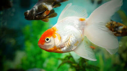 goldfish swimming in the aquarium with clear water, looks very beautiful
