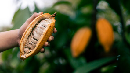 selective focus The white pulp of the bright yellow cocoa in the hands of a large cocoa farmer matures in a Thai farmer's plantation. fresh green leaf background There is space for text.