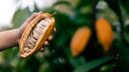 Foto op Canvas selective focus The white pulp of the bright yellow cocoa in the hands of a large cocoa farmer matures in a Thai farmer's plantation. fresh green leaf background There is space for text. © Core