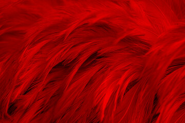 Beautiful Dark Red Feathers Texture Vintage Background	