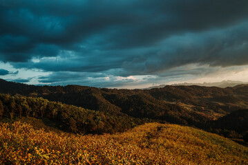 landscape with sky and clouds ahead with yellow flowers