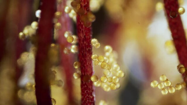 Flower abutilon pollen microscopic view focus ramp
