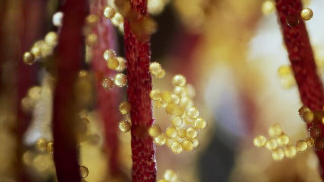 Flower abutilon pollen microscopic view focus ramp