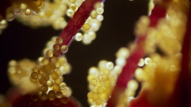 Flower abutilon pollen microscopic view focus ramp