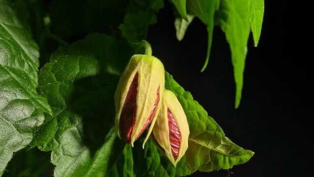 Flowering maple abutilon blossoms opening and plant movement timelapse