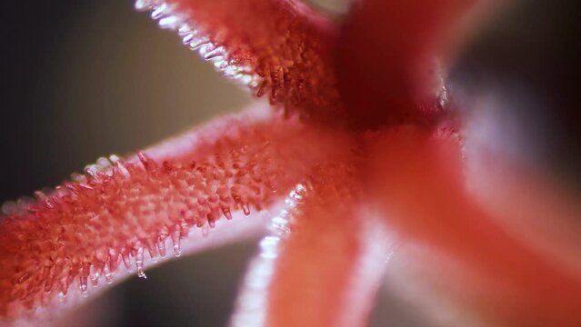 Flower abutilon flowering maple stigma microscopic view