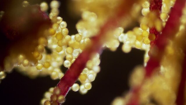 Flower abutilon pollen microscopic view focus ramp
