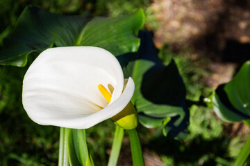 A white calla lily amongst the leaves