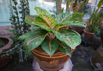 ornamental plant (aglaonema butterfly), genus aglaonema categorized under Araceae plants family. Aglaonema . beautiful plant