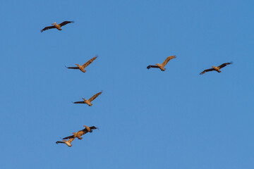 Scatter formation of flying Pelicans