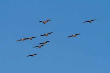 Scatter formation of Pelicans