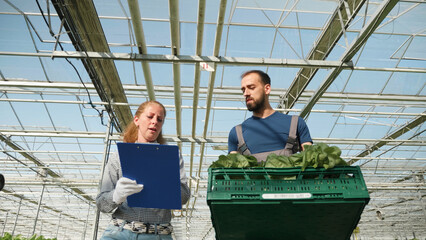 Agronomist rancher man carrying basket with organic fresh salad in hydroponics greenhouse plantation. Gardener discussing agricultural plantation with businesswoman working at production