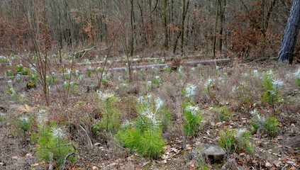 protection of trees, forest seedlings against the taste of game. paint that repels the product on tree trunks and protection with plastic mesh. trees protected from the wind by wooden stakes