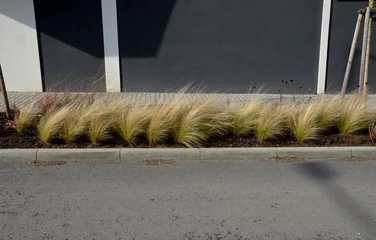 Foto op Plexiglas The dry leaves of the grass flutter in the wind and look like hair. flower bed in the street at the deceleration bump.mulching gravel. modern gray facade with striped prairie flower bed in autumn © Michal
