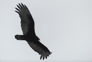 Large Black turkey vulture soring in white background