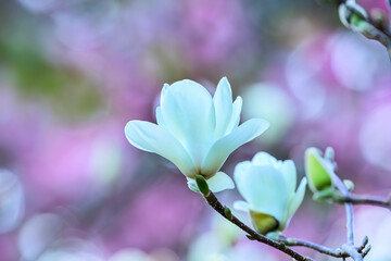 Magnolia Blossoming in Spring