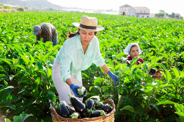 Hardworking asian female farmer working on a plantation is harvesting eggplants by putting them in a large basket