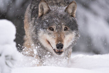 Wolf close-up runs in the winter forest, snow from under the paws flies to the sides.