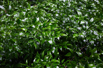 Fototapeta na wymiar Green leaves after rain. Tropical leaves background. Green Plant Texture