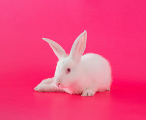 easter white bunny against pink background. adorable surreal modern background