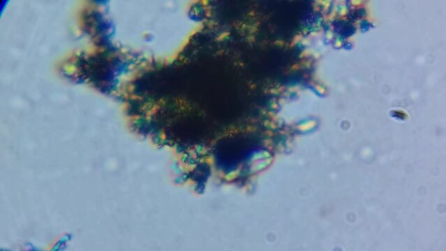 Microscopic bacterial germ organism floating around organic tissue cells under laboratory microscope