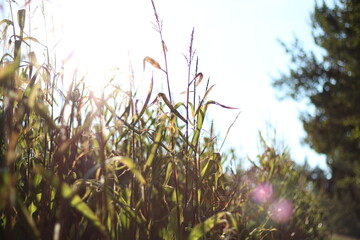 Maisfeld