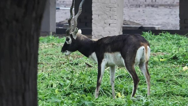 Slow motion shot of black buck in wild, beautiful wildlife animal in forest male blackbuck deer in Pakistan.