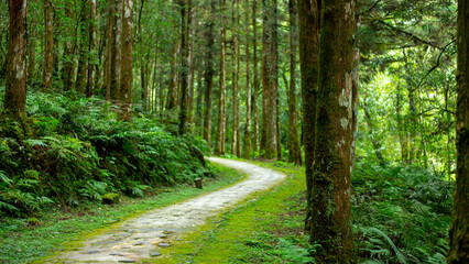 Fototapeta na wymiar Taiwan, Yilan County, forest, mountain lake, Mingchi Villa, forest lane
