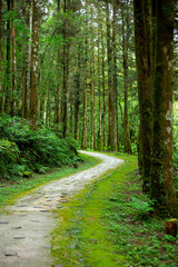 Fototapeta premium Taiwan, Yilan County, forest, mountain lake, Mingchi Villa, forest lane