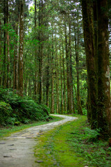 Taiwan, Yilan County, forest, mountain lake, Mingchi Villa, forest lane