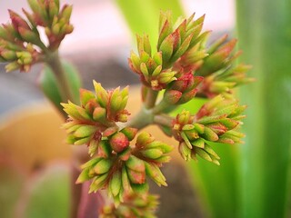 close up of red kalanchoe flower buds