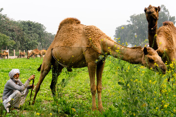 herder grazing his camels