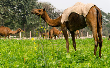 camels walking and eating in field