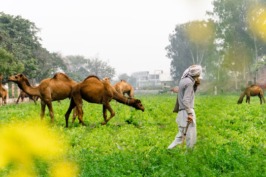 herder grazing his camels