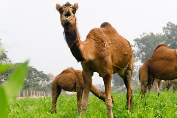 camels walking in field and eating